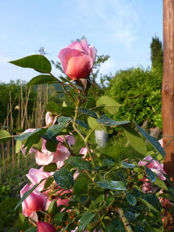 B&B The Roses Garden Millesimo Kültér fotó
