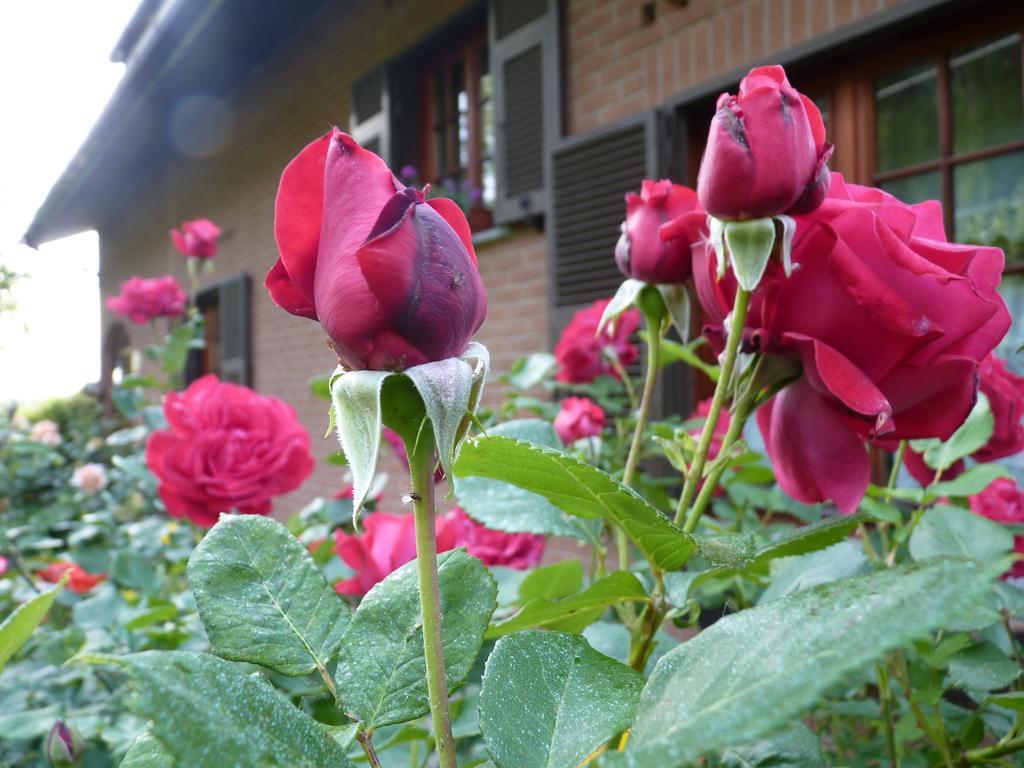 B&B The Roses Garden Millesimo Kültér fotó